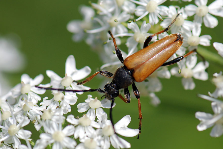 Stictoleptura rubra M/F (Cerambycidae)